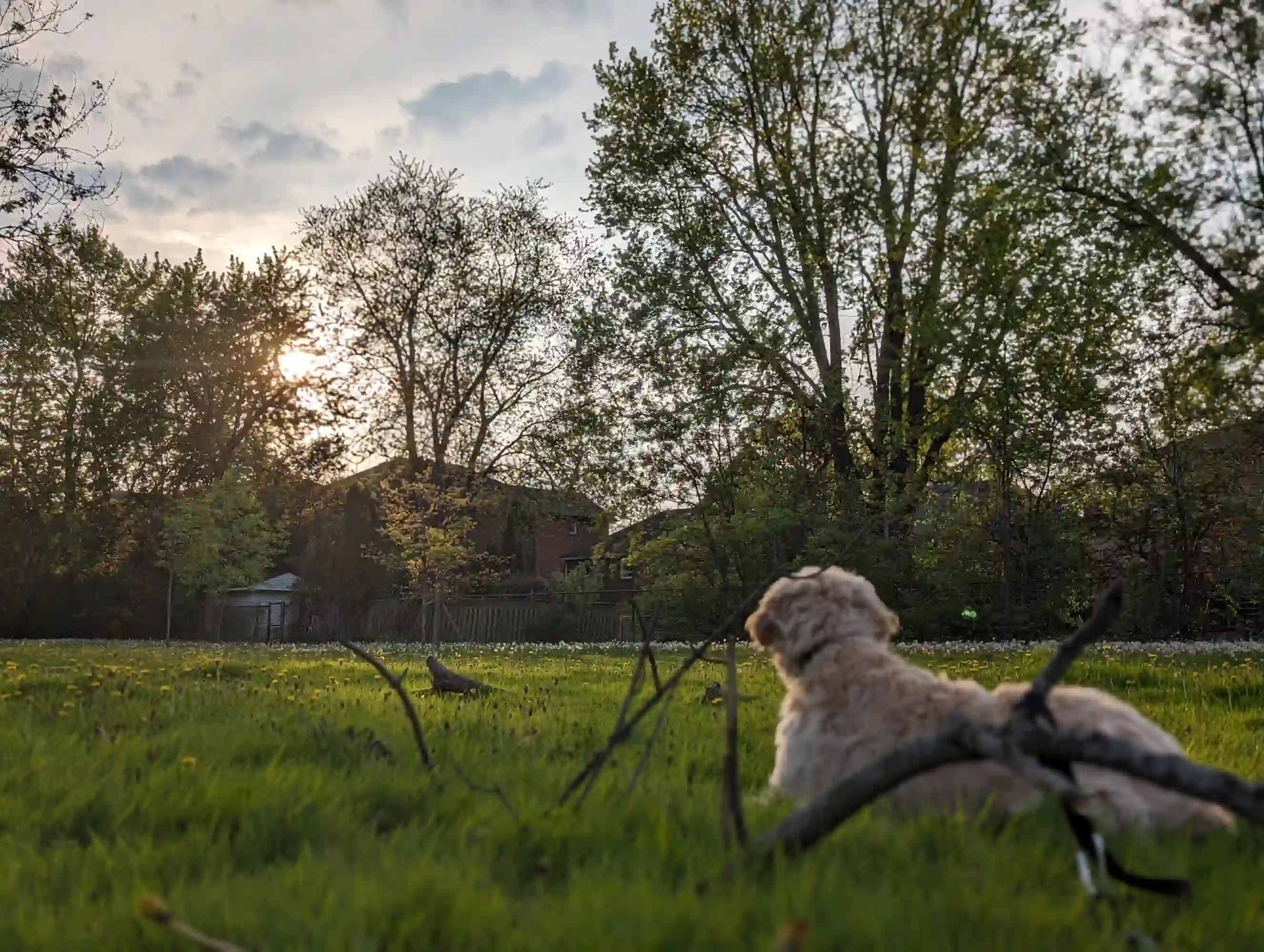 Landscape of Bella lying next to a stick looking at the sky